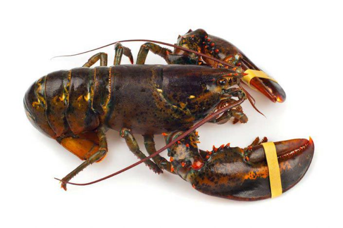 Live Lobster 1 14 Pound Coldwater Seafood Market And Smokehouse 6105