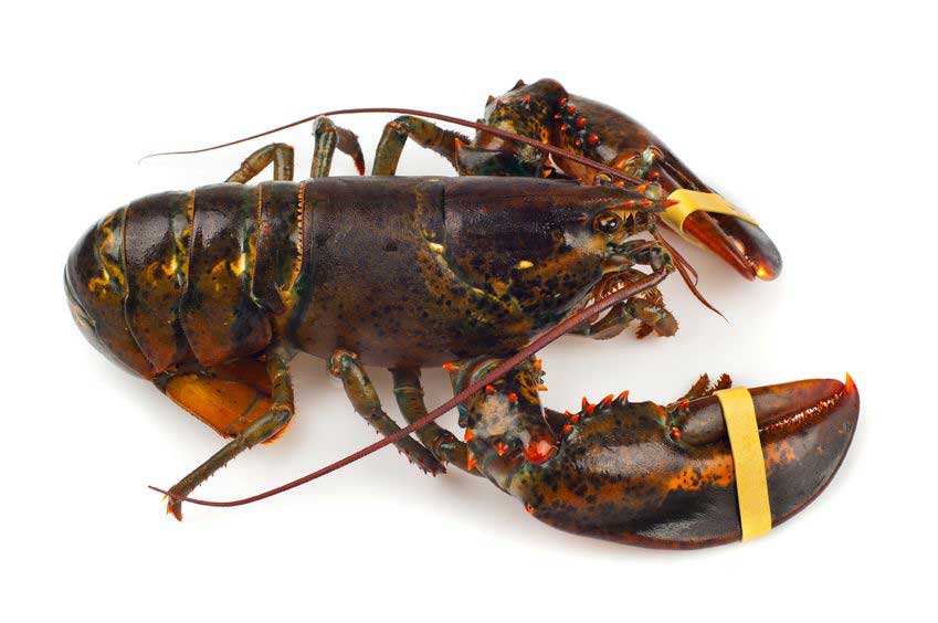 Buy Live 3 Pound Maine Lobsters Online